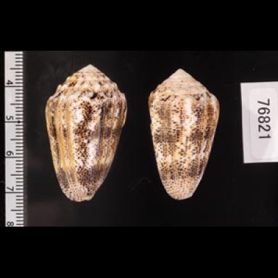 コモンイモ Conus arenatusfig.2