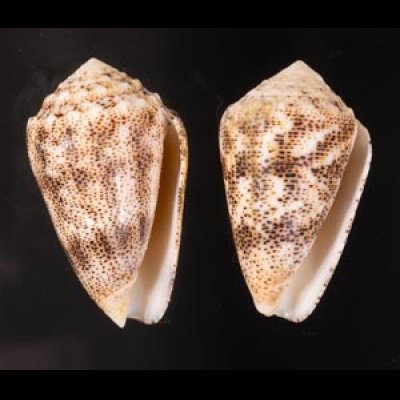 コモンイモ Conus arenatusfig.1