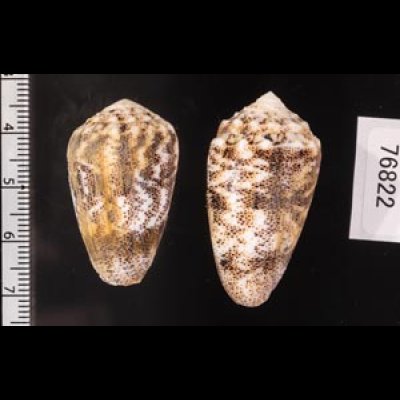 コモンイモ Conus arenatusfig.2