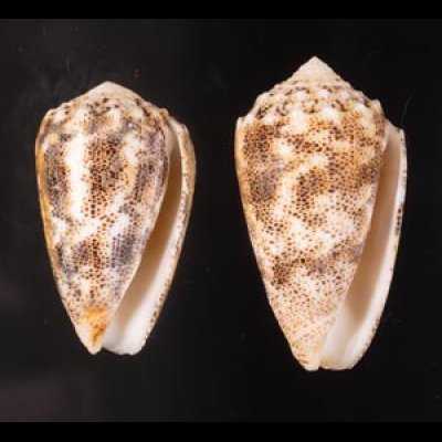 コモンイモ Conus arenatusfig.1