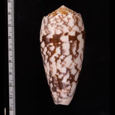 ニシキミナシ Conus striatusfig.2