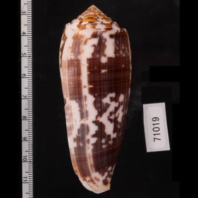 ニシキミナシ Conus striatusfig.2