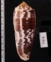 ニシキミナシ Conus striatusfig.2