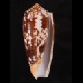 Conus striatus ニシキミナシ