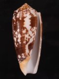 Conus striatus ニシキミナシ