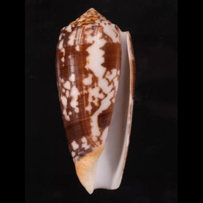 ニシキミナシ Conus striatusfig.1