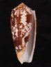 ニシキミナシ Conus striatusfig.1