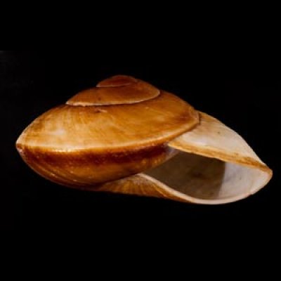 カドバリオオマイマイ(セブ島) Ryssota lamarckianafig.2
