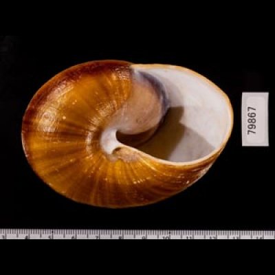 カドバリオオマイマイ(セブ島) Ryssota lamarckianafig.3