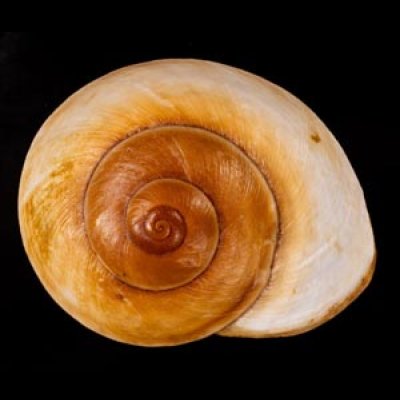 カドバリオオマイマイ(セブ島) Ryssota lamarckianafig.1