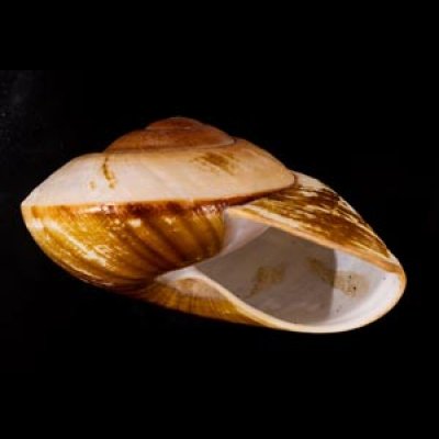 カドバリオオマイマイ(セブ島) Ryssota lamarckianafig.2