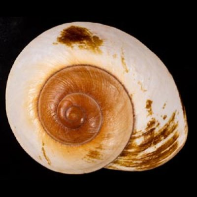 カドバリオオマイマイ(セブ島) Ryssota lamarckianafig.1