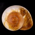 カドバリオオマイマイ(セブ島)