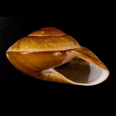 カドバリオオマイマイ(セブ島) Ryssota lamarckianafig.2