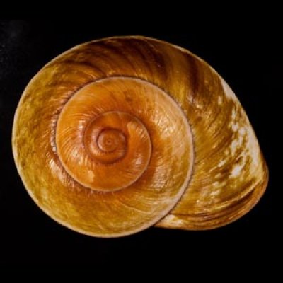 カドバリオオマイマイ(セブ島) Ryssota lamarckianafig.1