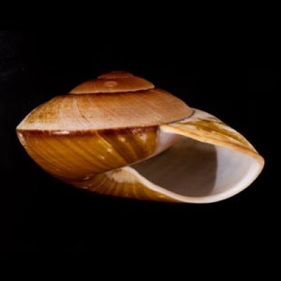 カドバリオオマイマイ(セブ島) Ryssota lamarckianafig.2