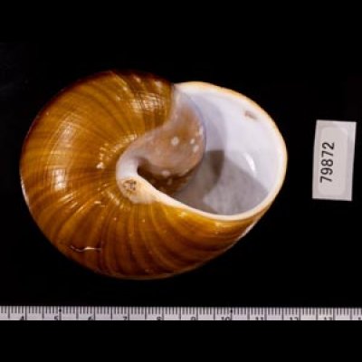 カドバリオオマイマイ(セブ島) Ryssota lamarckianafig.3