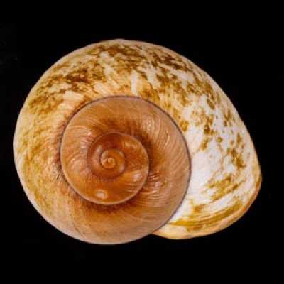 カドバリオオマイマイ(セブ島) Ryssota lamarckianafig.1
