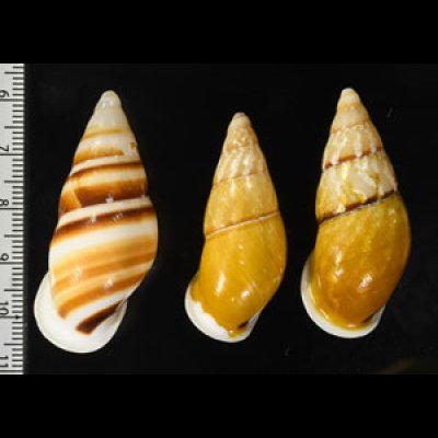 ドリアスタケノコマイマイ3個セット Chrysallis virgata dryasfig.2