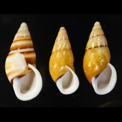 ドリアスタケノコマイマイ3個セット Chrysallis virgata dryasfig.1