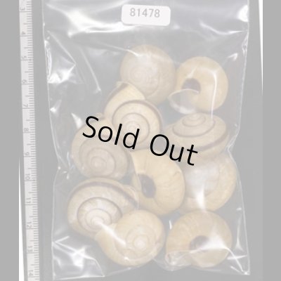 画像1: セトウチマイマイ