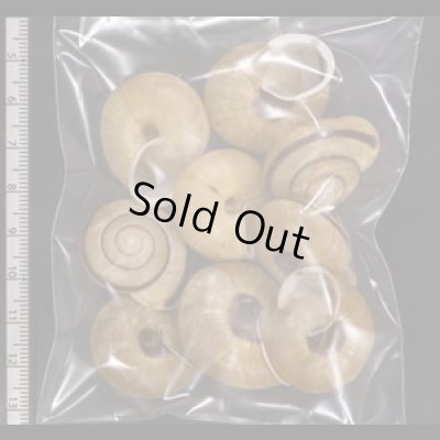 画像2: セトウチマイマイ