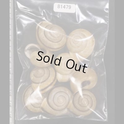 画像1: セトウチマイマイ