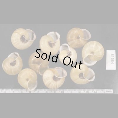 画像2: セトウチマイマイ  SALE!