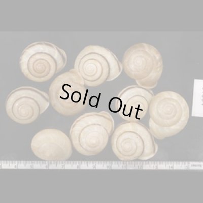 画像1: セトウチマイマイ  SALE!