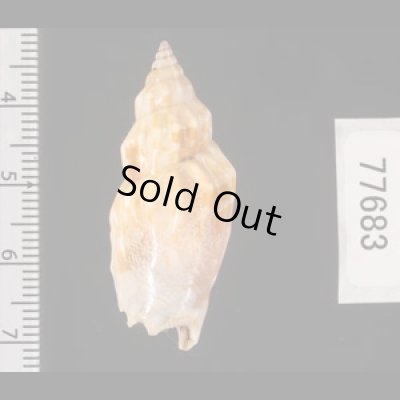 ミツユビガイ Strombus dentatusfig.2