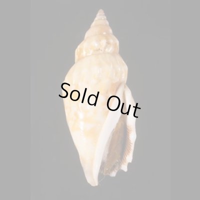 ミツユビガイ Strombus dentatusfig.1