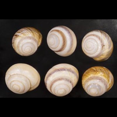 画像1: ニセニモニジカケマイマイ  SALE!