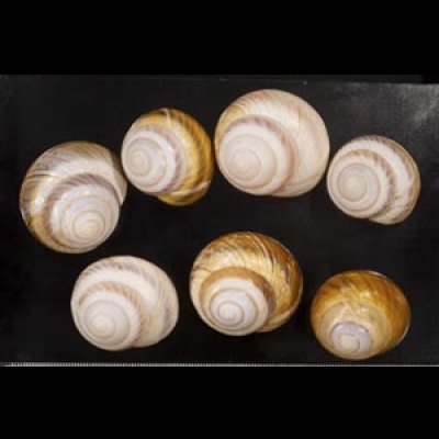 画像1: ニセニモニジカケマイマイ  SALE!