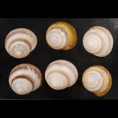 画像1: ニセニモニジカケマイマイ  SALE!