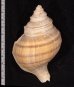 ウネエゾボラ Neptunea lyrata lyratafig.2