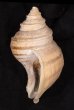 ウネエゾボラ Neptunea lyrata lyratafig.3