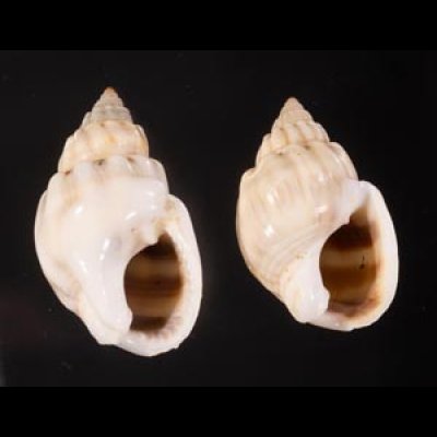 イボヨフバイ Nassarius coronatusfig.1