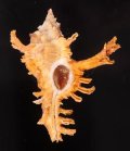 サフランガンゼキボラ