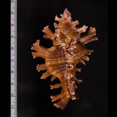 インドセンジュ Chicoreus palmarosaefig.2