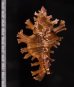 インドセンジュ Chicoreus palmarosaefig.2