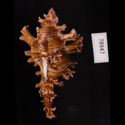 インドセンジュ Chicoreus palmarosaefig.3