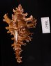 インドセンジュ Chicoreus palmarosaefig.3