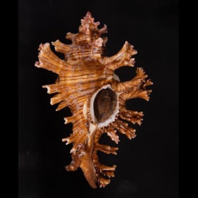 インドセンジュ Chicoreus palmarosaefig.1
