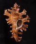 インドセンジュ Chicoreus palmarosaefig.1