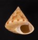 ヒラコマガイ Calliostoma  haliarchusfig.1