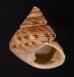 マキアゲエビス Turcica  moniliferafig.1