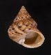 マキアゲエビス Turcica  moniliferafig.1