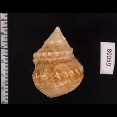 ギンエビス Bathybembix argenteonitensfig.2