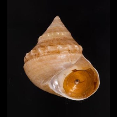 ギンエビス Bathybembix argenteonitensfig.1