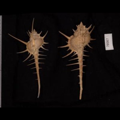 エンマノホネガイ濃色 Murex tenuirostrumfig.2
